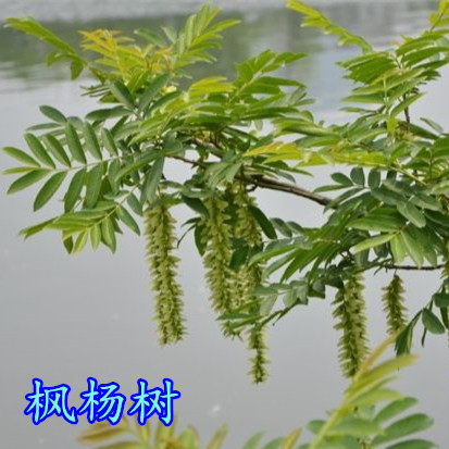 绿化树苗枫杨树道路城市景观树公园庭院树耐寒耐热大小规格都有苗