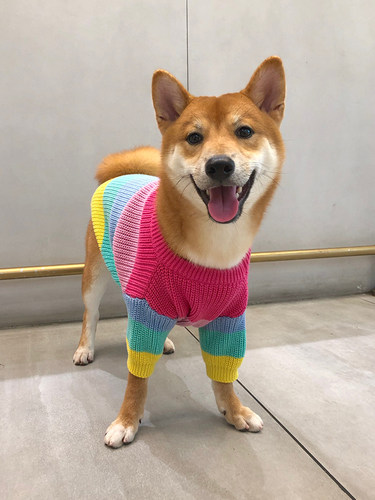 狗衣服2026新款彩虹毛衣潮牌春秋