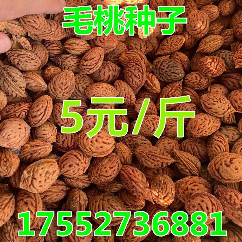 毛桃核种子山桃种子野生山桃核种家庭园艺种子