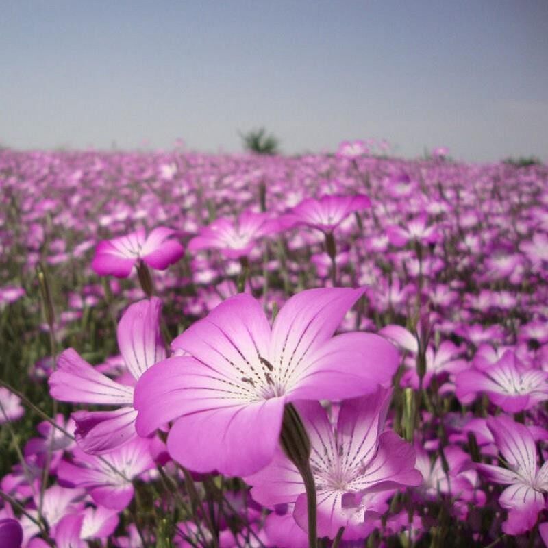 麦仙翁种子 麦毒草花期长四季播种 花坛花境庭院景观花卉种子