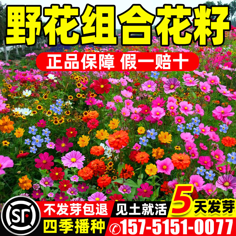 野花组合花种子波斯菊花种籽子四季播种开花格桑花花籽太阳花种孑