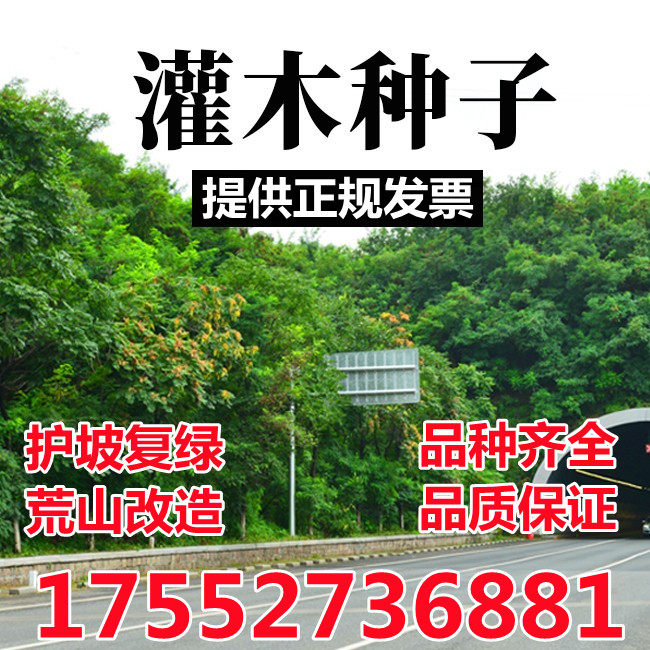 护坡灌木种子荒山复绿草种