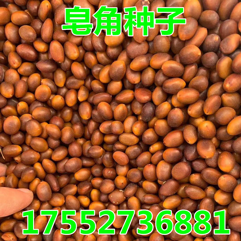 新采大皂角种子中皂角种子小皂角种子林木种子 皂荚皂刺树种 包邮