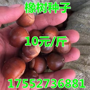 橡树种子 娜塔栎种子 蒙古栎种子柞树种子 彩叶树风景树 保证品种