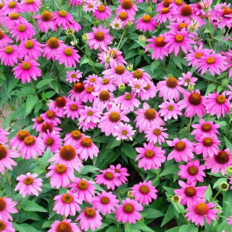 紫松果菊花种子春秋播种多年生耐寒花籽室外庭院阳台花卉盆栽种籽