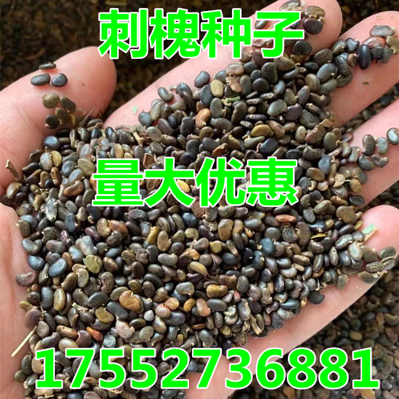 新采刺槐种子 白花刺槐树籽国槐家庭园艺种子