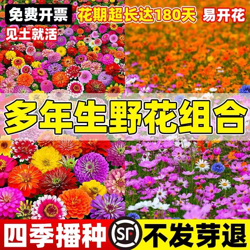 重瓣太阳花种孑花种籽子室内室外观花卉植物花籽四季播种开花易活
