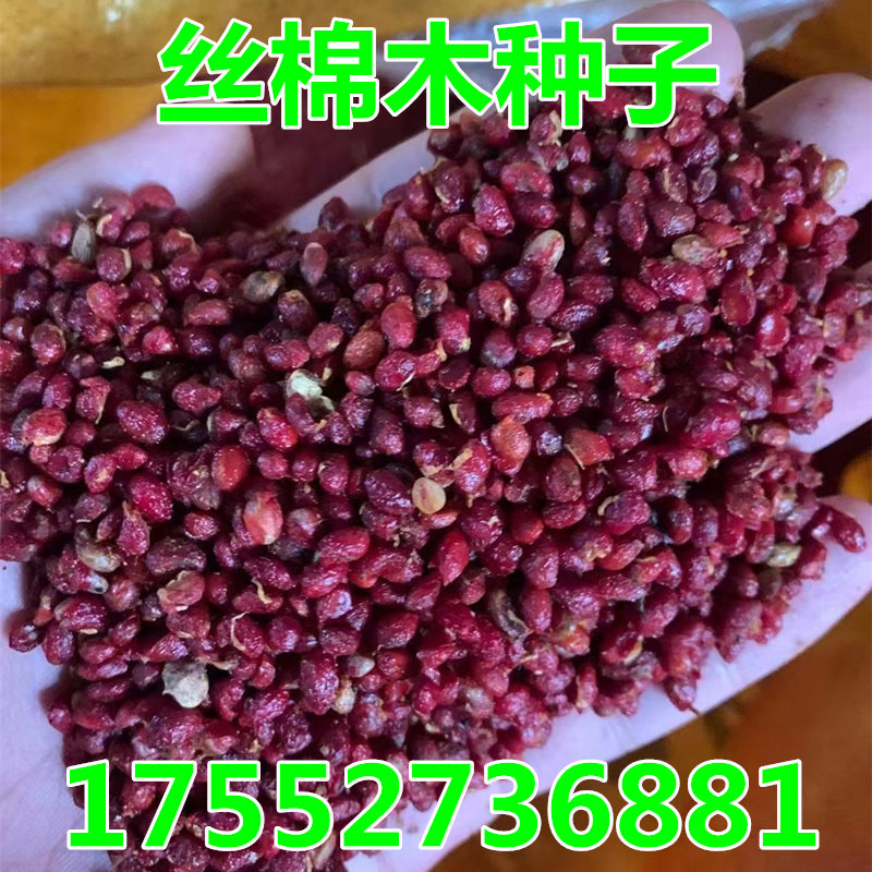 新采 丝绵木种子 丝棉木树苗种子 丝棉木嫁接卫矛 实拍芽率高包邮