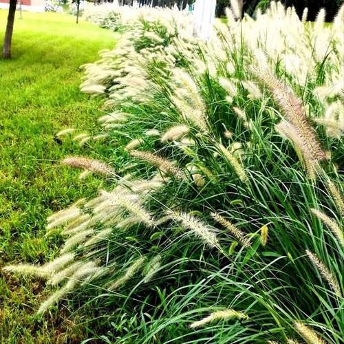 观赏狼尾草种子狗尾草种子稗草种子耐热耐旱多年生长边坡绿化草籽
