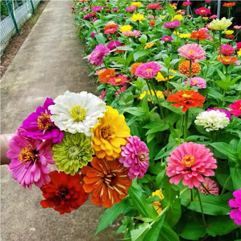七彩重瓣百日草花种籽子四季花卉四季开花不断百日菊花籽庭院室外