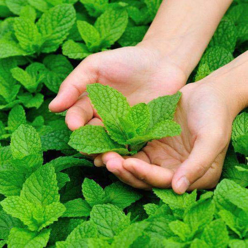 薄荷种子食用野生留兰香柠檬猫薄荷美国薄荷室内外阳台盆栽香草籽