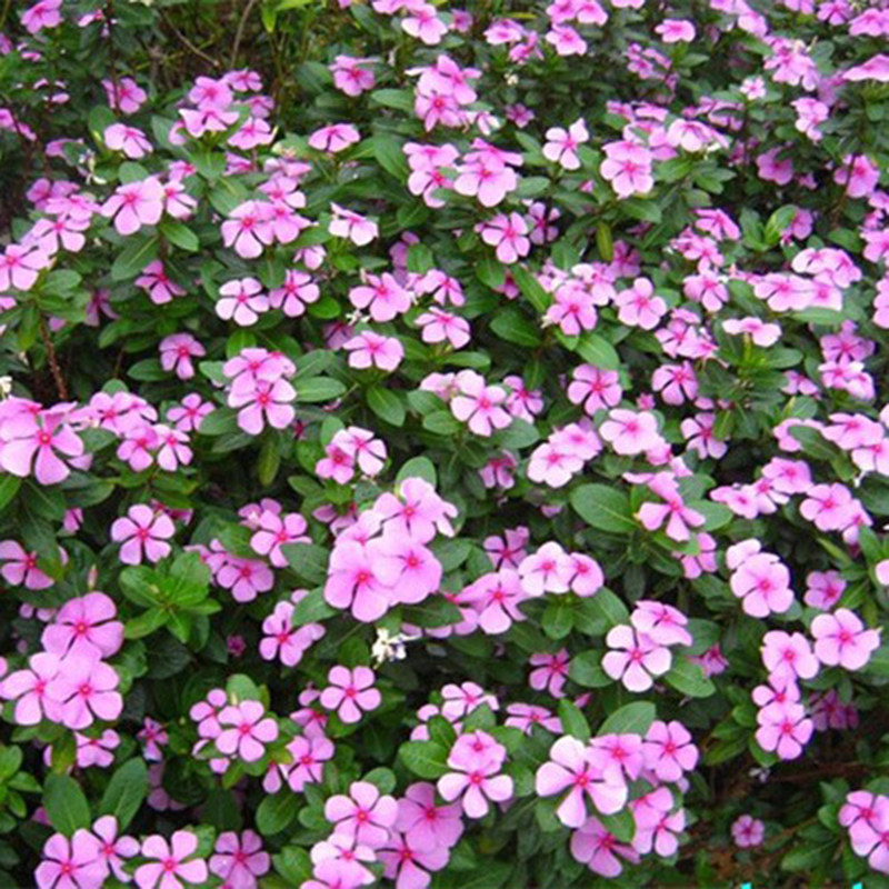长春花种子花种籽子四季播种开花耐旱易种活花籽盆栽阳台庭院种孑