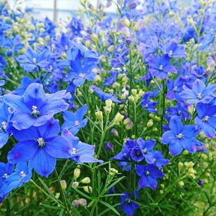千鸟草小花飞燕草花种子籽耐寒庭院野花阳台盆栽四季蓝色易种春播