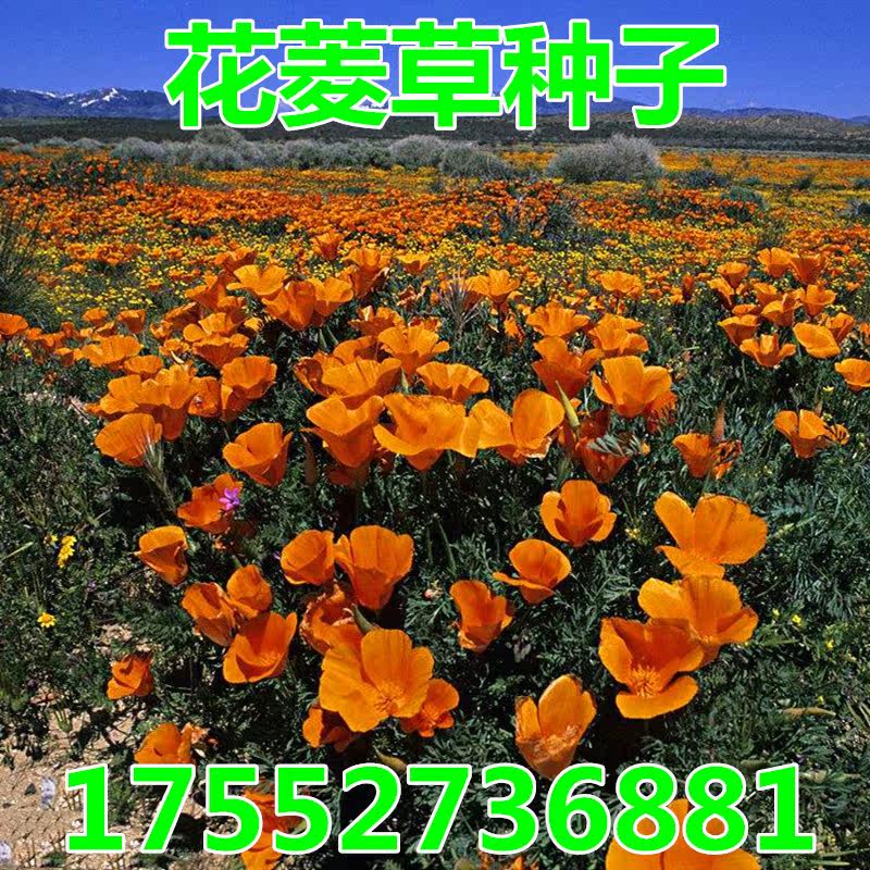 多年生花子种子花菱草耐寒花籽喜阴四季庭院花草户外开花绿化花种