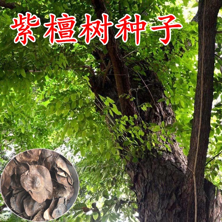 大叶紫檀种子 小叶紫檀种子 檀香树种子 海南紫檀种子 包邮