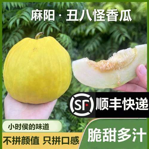 发顺丰湖南怀化本地丑八怪香瓜当季水果甜瓜老品种香瓜脆甜香