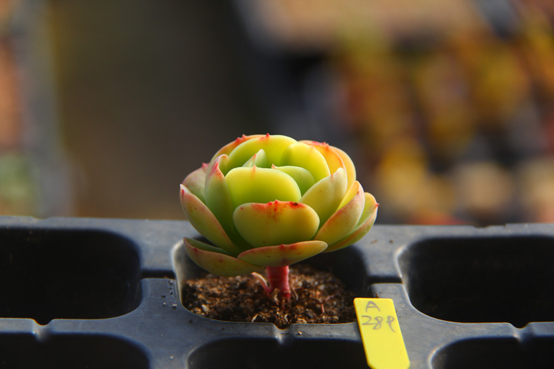 碧桃多肉植物一物一拍满30包邮