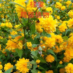 工程绿化苗木棣棠花爬藤花卉棣棠盆栽庭院植物重瓣棣棠苗耐寒耐阴