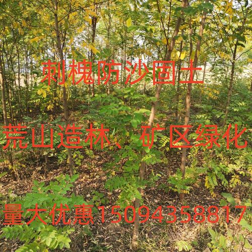 防风固沙荒山造林树苗