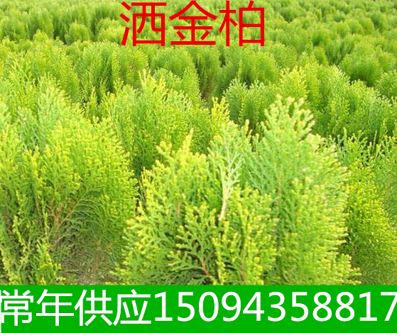 工程绿化苗 洒金柏苗庭院植物洒金柏 苗洒金柏小苗庭院道路绿化
