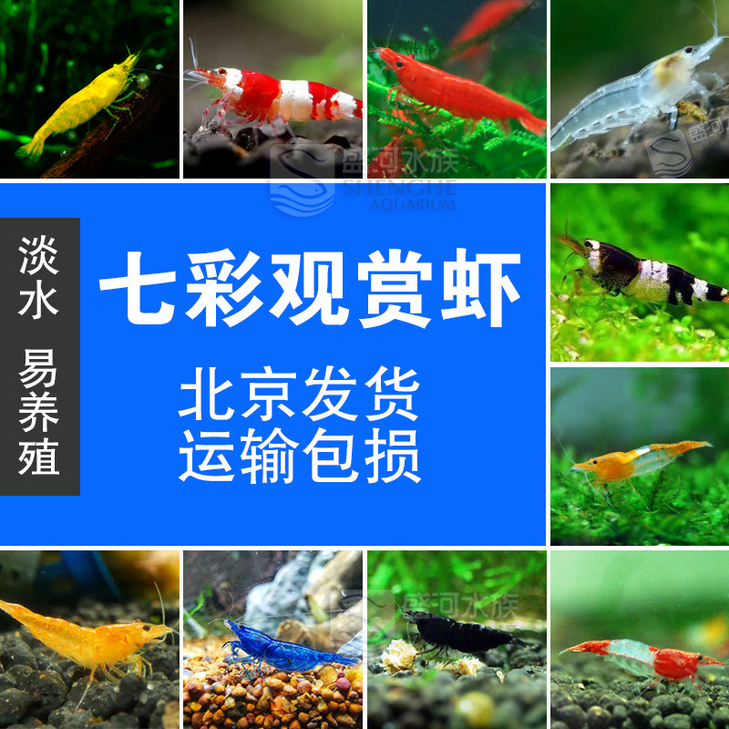 黑壳虾鲜活观赏虾苗淡水养殖大和虾