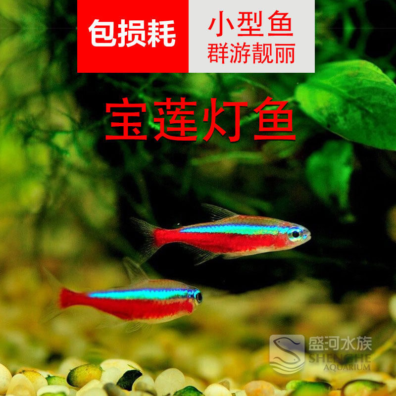 宝莲灯鱼水草缸鱼热带鱼小型淡水观赏活体群游鱼红绿灯科包邮活物