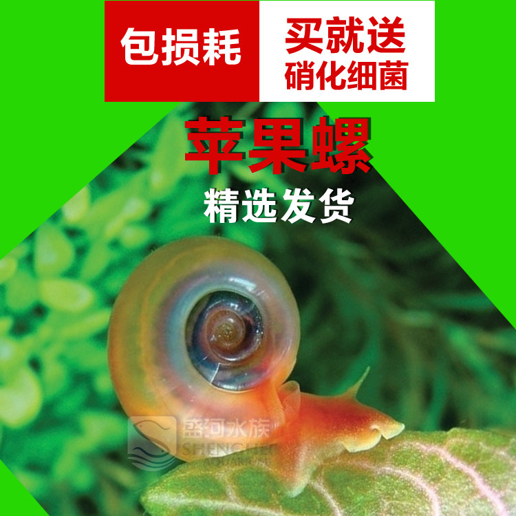 苹果螺羊角螺水草缸除藻螺工具螺螺