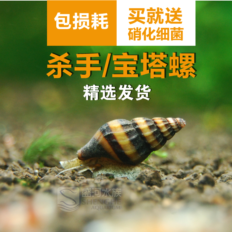宝塔螺图片,塔螺图片_大山谷图库