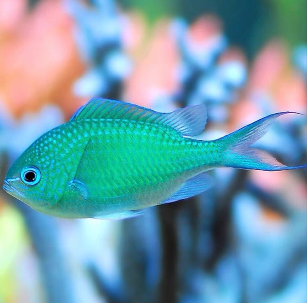 青魔黄肚蓝魔蓝丝绒魔白尾魔四间雀 雀鲷类海水鱼观赏鱼活体水族