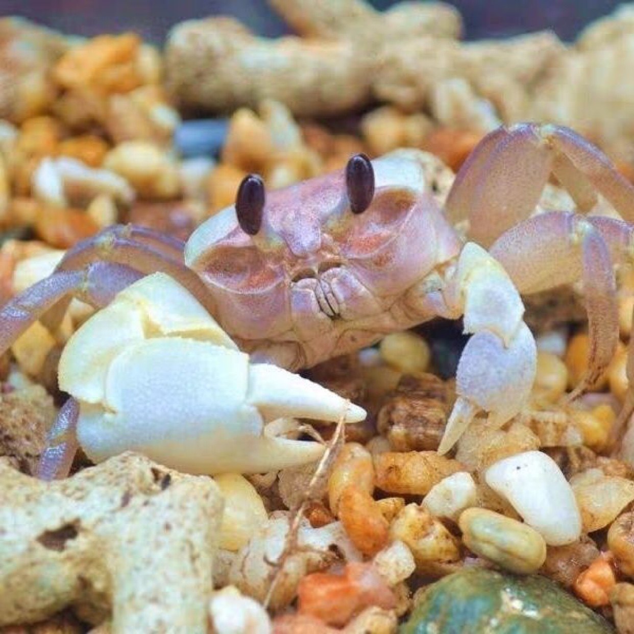 中华沙蟹活体大眼睛沙蟹宠物小螃蟹网红宠物耐活好养饲养箱套装