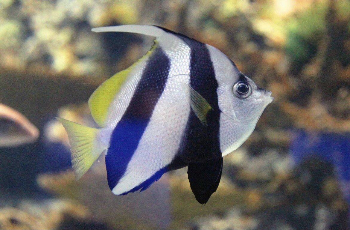 黑白关刀活体海水鱼神仙鱼海水珊瑚缸观赏宠物鱼