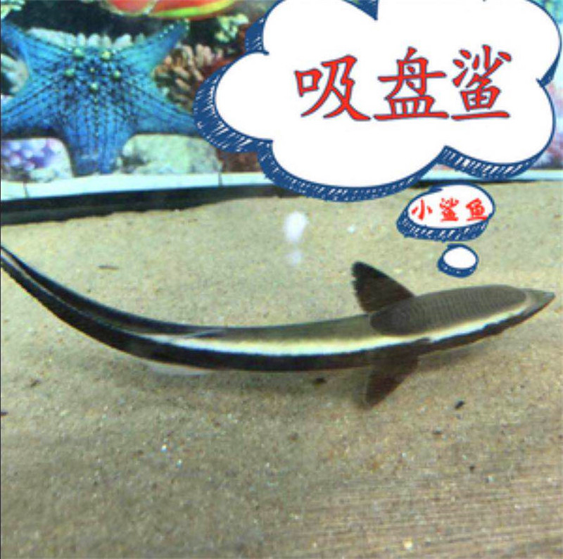 吸盘鲨活体印鱼海水鱼奇怪生物寄生鱼鲨鱼海龟混养
