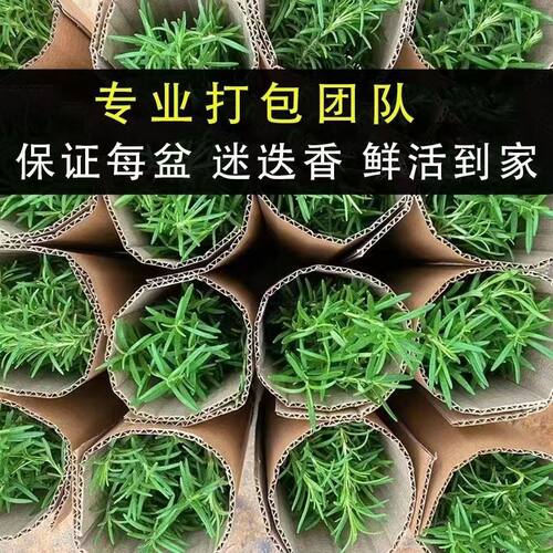 迷迭香盆栽可食用驱蚊室内水培