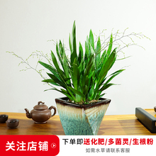 兰花苗文心兰梦香带花苞浓香型跳舞兰香水兰带盆栽好四季洋兰室内