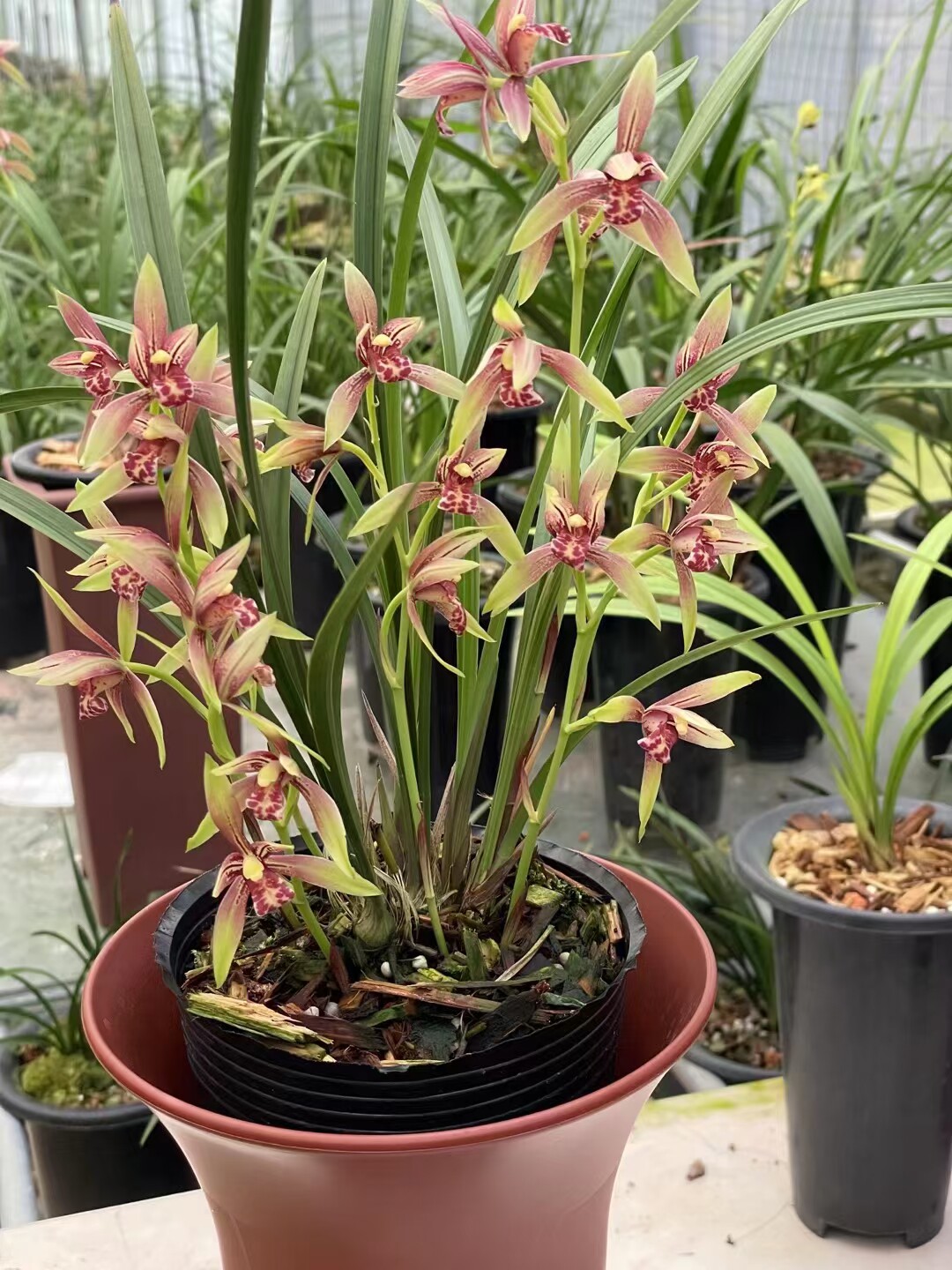 建兰小国魂逸红双娇