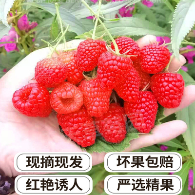 新鲜山莓覆盆子新鲜水果