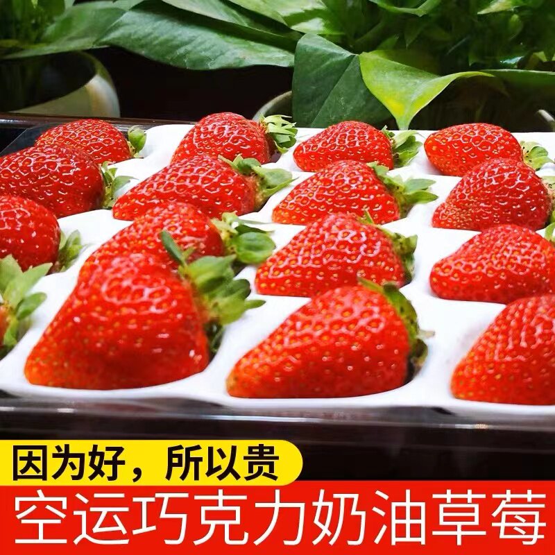 【现货速发】夏季高山草莓非丹东99草莓新鲜孕妇水果酸甜草莓大果