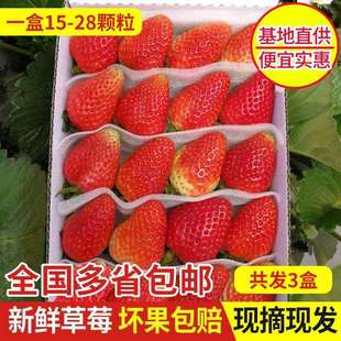 新鲜双流草莓4盒装四季草莓烘焙蛋糕装饰奶茶水果全国多省包邮