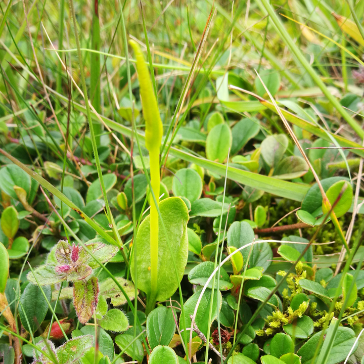 250g野生一支箭小青藤蛇吐须甁尔耳小草干货新货