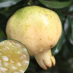 安徽怀远石榴白花玉石籽薄皮新鲜甜石榴 包邮