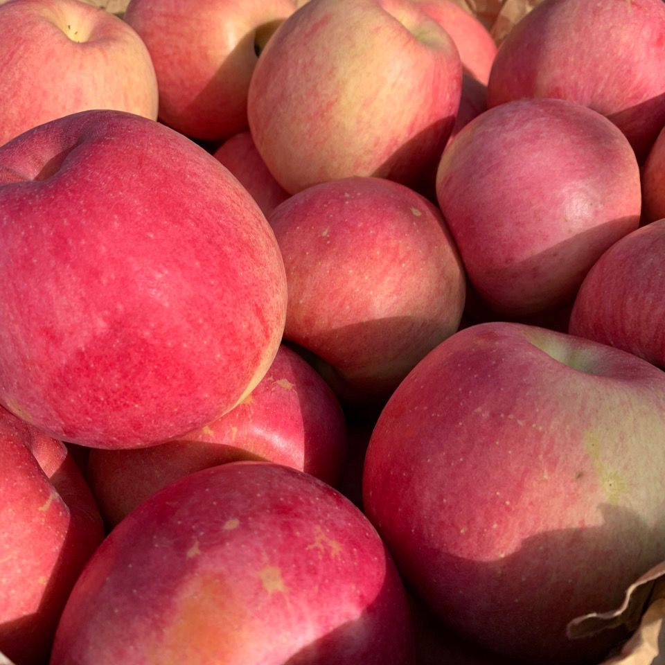 辽宁盖州早熟富士苹果寒富苹果甜脆五斤包邮应季水果