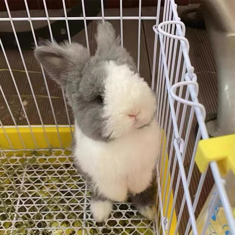 小兔子活体网红宠物兔盖脸猫猫兔兔