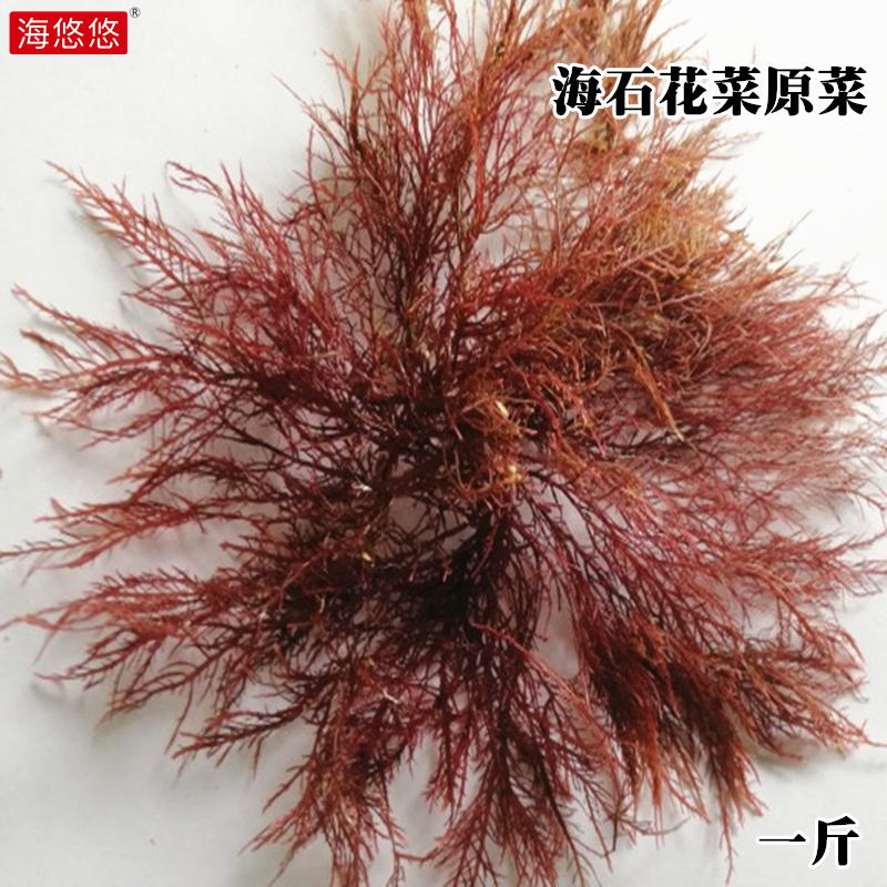 海石花草海藻干货海凉粉原料天草冻菜海牛毛鸡毛菜蒿子冻红菜煮冻