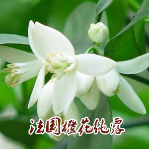 Lven~法国苦橙花纯露  花水饱和露 【阳光植物派】