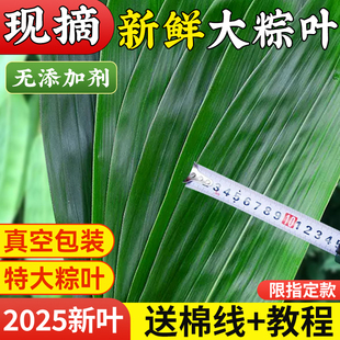 新鲜粽子叶大号包粽子专用的材料蛋黄现摘箬叶端午商用批发旗舰店