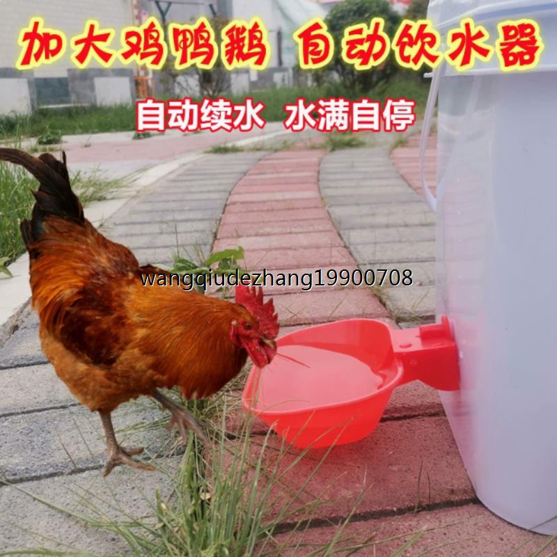 鸡用饮水碗鸽子自动器鹌