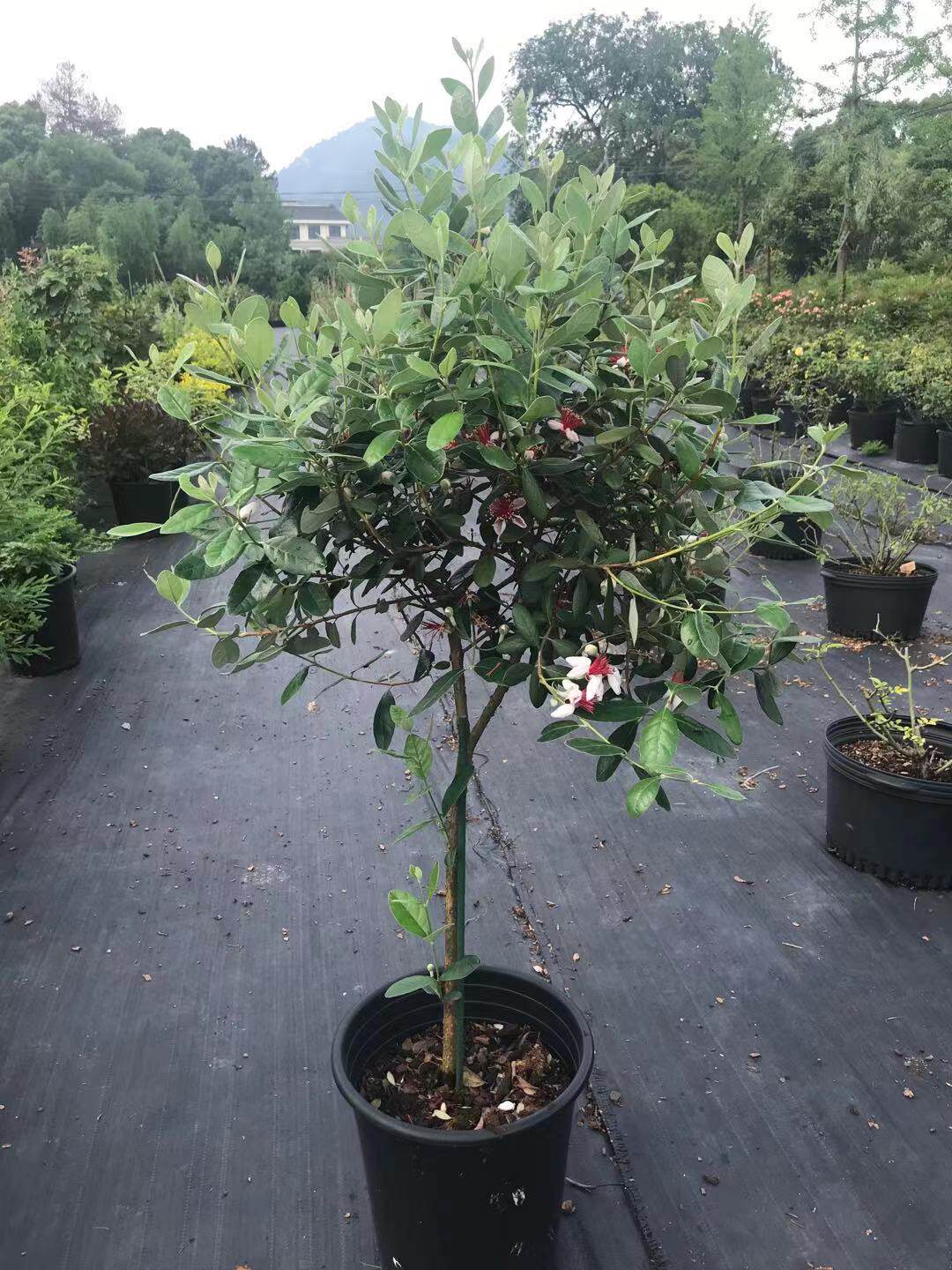 【画城园艺】菲油果斐济果feijoa sellowiana berg常绿灌木盆栽苗