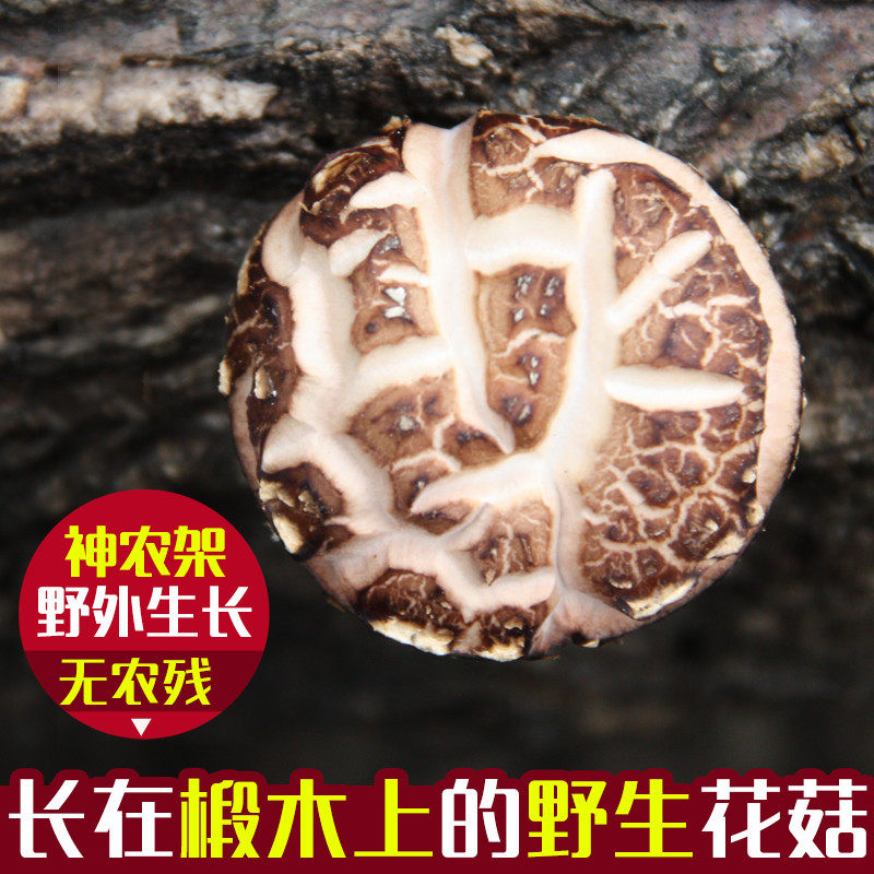 康在此花菇干货 房县小香菇冬菇椴木野外生长神农架特产农家自产