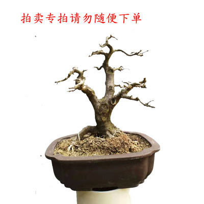 逸枫白蜡拍卖专用园艺盆景