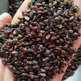 当年新苹果种子 四季播水果种子苹果树的种子室内盆栽 梨树种子